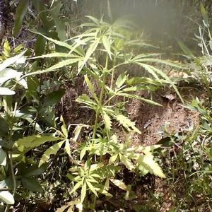 Meet your Posher, Manuel